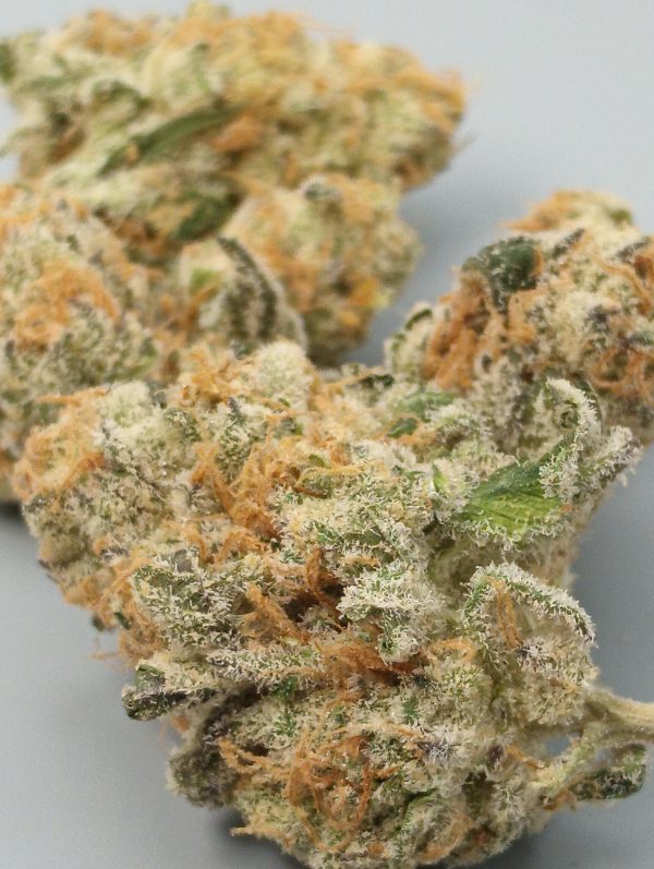 violet fog strain