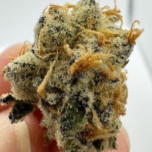 violet fog strain