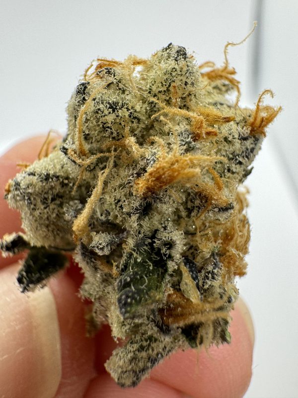 violet fog strain